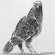 Abrir test Vuela, águila, vuela