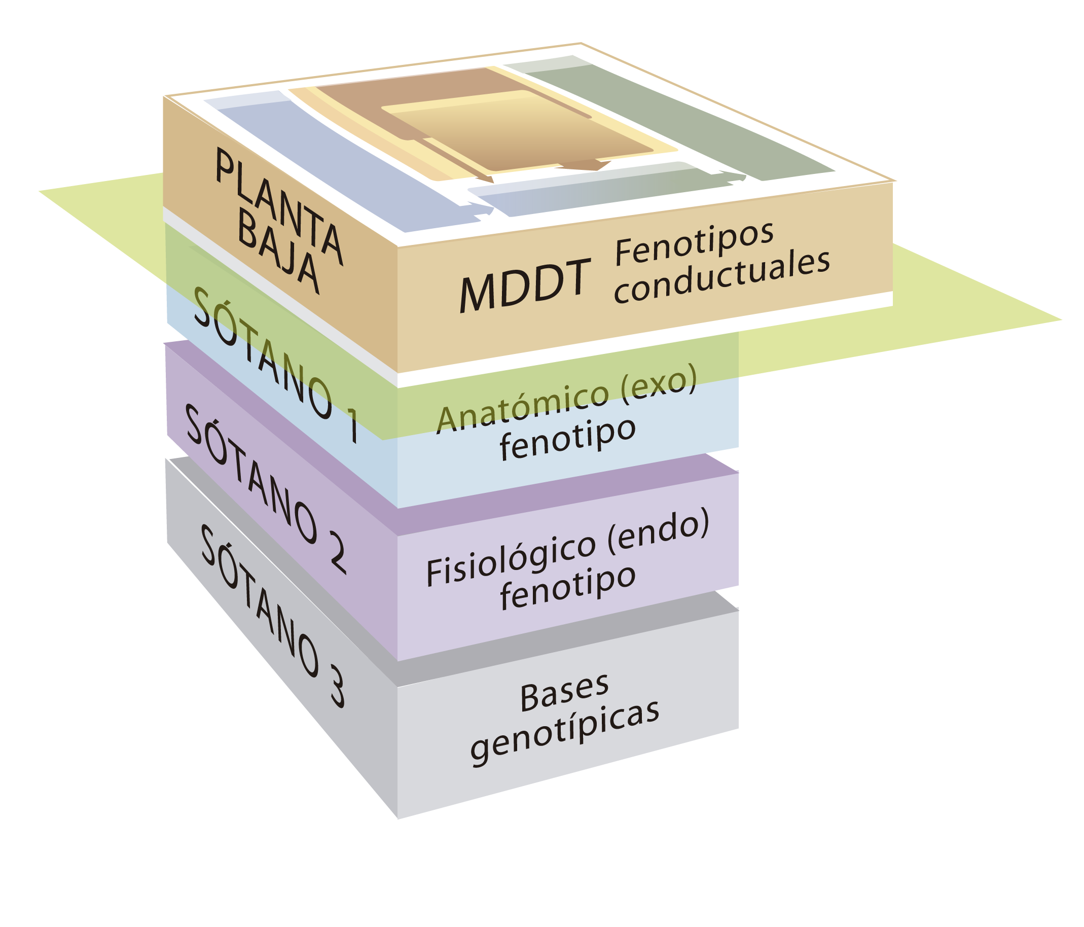 Fenotipos